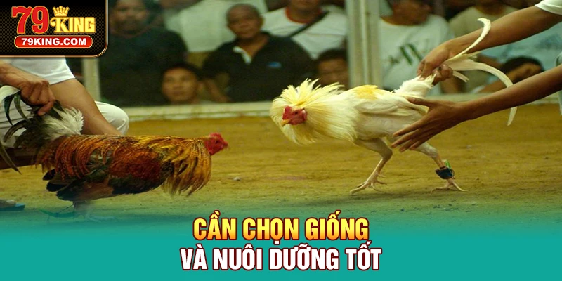 Cần chọn giống và nuôi dưỡng tốt