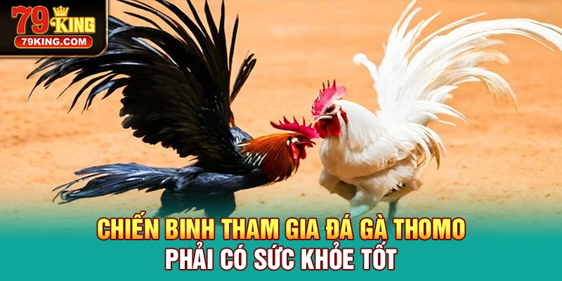 Chiến binh tham gia Đá Gà Thomo phải có sức khỏe tốt