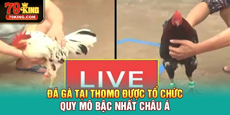 Đá gà tại Thomo được tổ chức quy mô bậc nhất châu Á