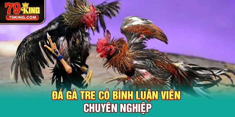 Đá Gà Tre có bình luận viên chuyên nghiệp