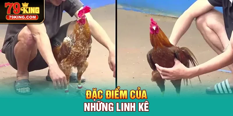 Đặc điểm của những linh kê