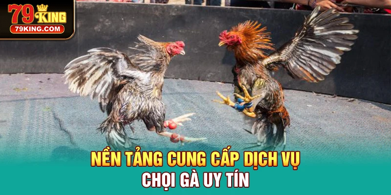 Nền tảng cung cấp dịch vụ chọi gà uy tín