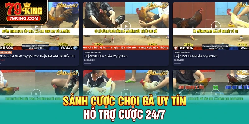 Sảnh cược chọi gà uy tín hỗ trợ cược 24/7