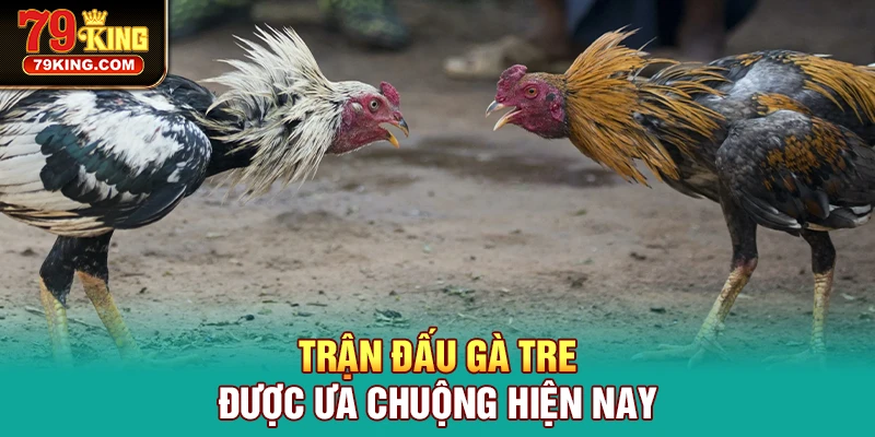 Trận đấu gà tre được ưa chuộng hiện nay